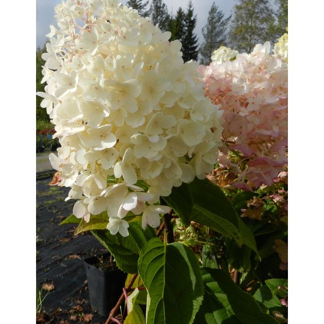 Syyshortensia Hydrangea paniculata Maisematukku Silver Dollar