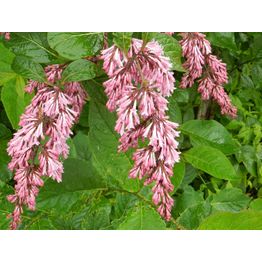 Tapaninsyreeni Syringa x henryi Viheraarni