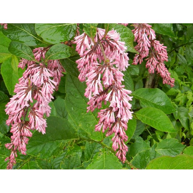 Tapaninsyreeni Syringa x henryi Maisematukku 120-150