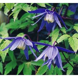 Tarha-alppikärhö Clematis Alpina-ryhmä Viheraarni Frankie