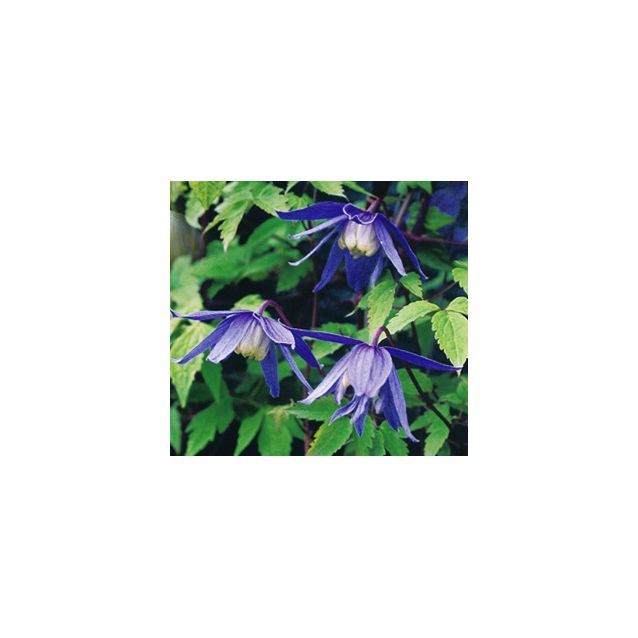 Tarha-alppikärhö Clematis Alpina-ryhmä Maisematukku Frankie