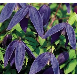 Tarha-alppikärhö Clematis Alpina-ryhmä Viheraarni Pamela Jackman