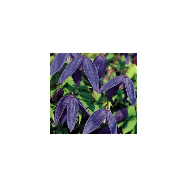 Tarha-alppikärhö Clematis Alpina-ryhmä Maisematukku Pamela Jackman