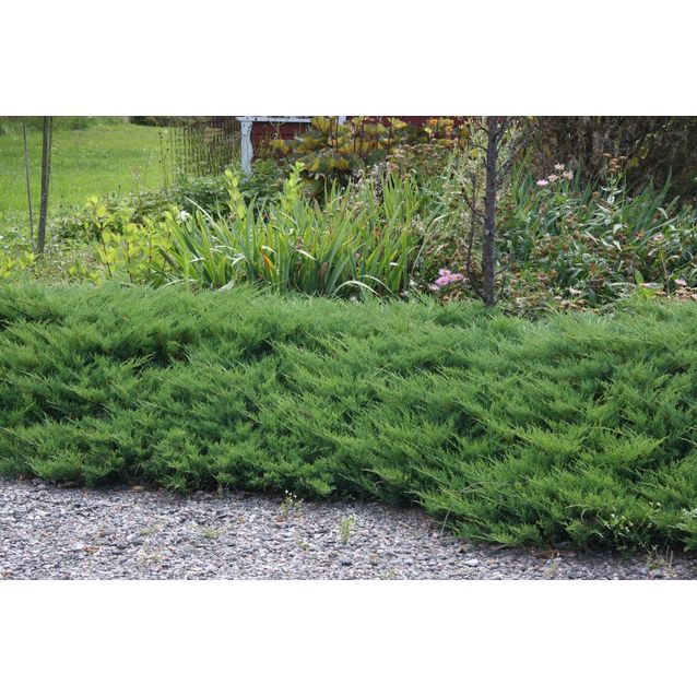 Tarhakataja Juniperus x pf. Maisematukku Mint Julep 30-40