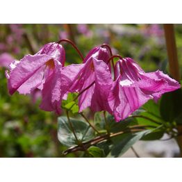 Tarhakellokärhö Clematis Integrifolia-ryhmä Viheraarni Aljonushka