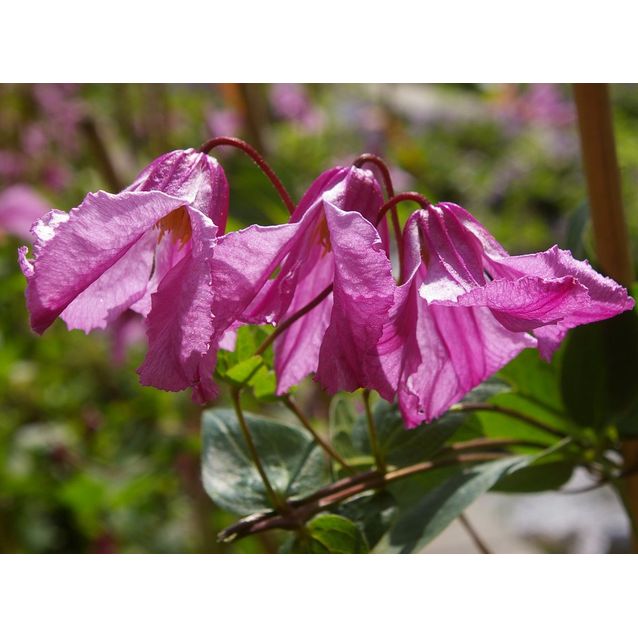 Tarhakellokärhö Clematis Integrifolia-ryhmä Maisematukku Aljonushka