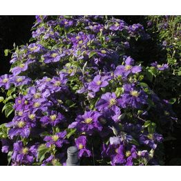 Tarhakellokärhö Clematis Integrifolia-ryhmä Viheraarni Arabella