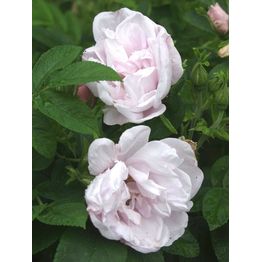 Tarhakurtturuusu Rosa Viheraarni Snow Pavement