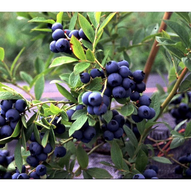 Tarhapensasmustikka Vaccinium Maisematukku Aino