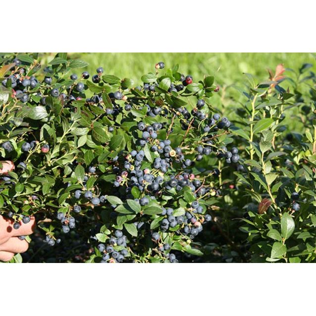 Tarhapensasmustikka Vaccinium Maisematukku Alvar