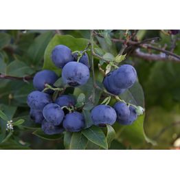 Tarhapensasmustikka Vaccinium Viheraarni Arto