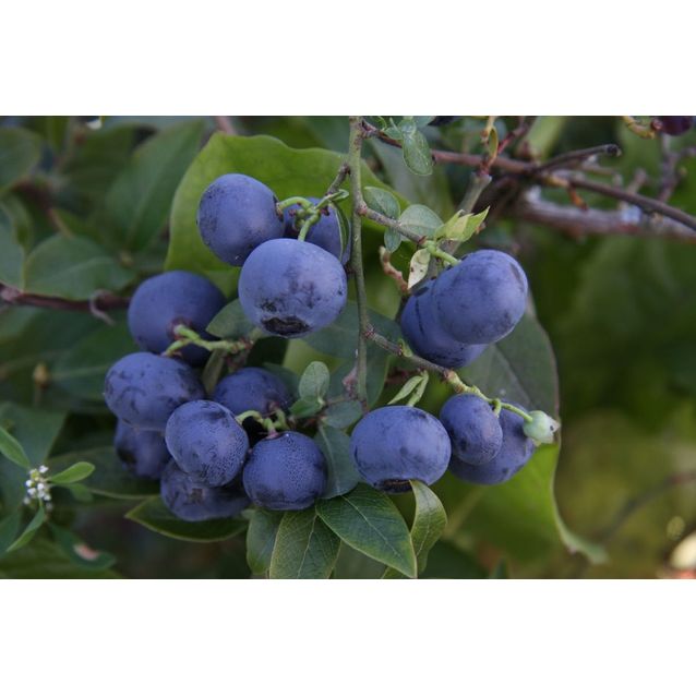 Tarhapensasmustikka Vaccinium Maisematukku Arto