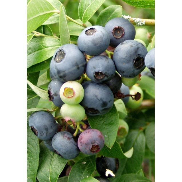 Tarhapensasmustikka Vaccinium Maisematukku North Blue