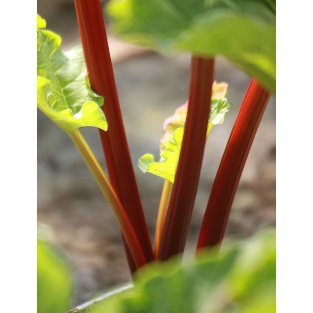 Tarharaparperi Rheum rhabarbarum Maisematukku Raspberry Red