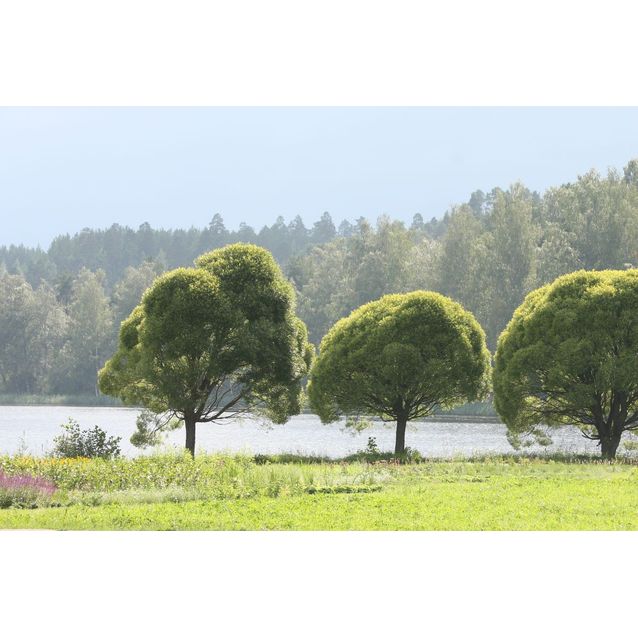 Terijoensalava Salix fragilis Maisematukku Bullata