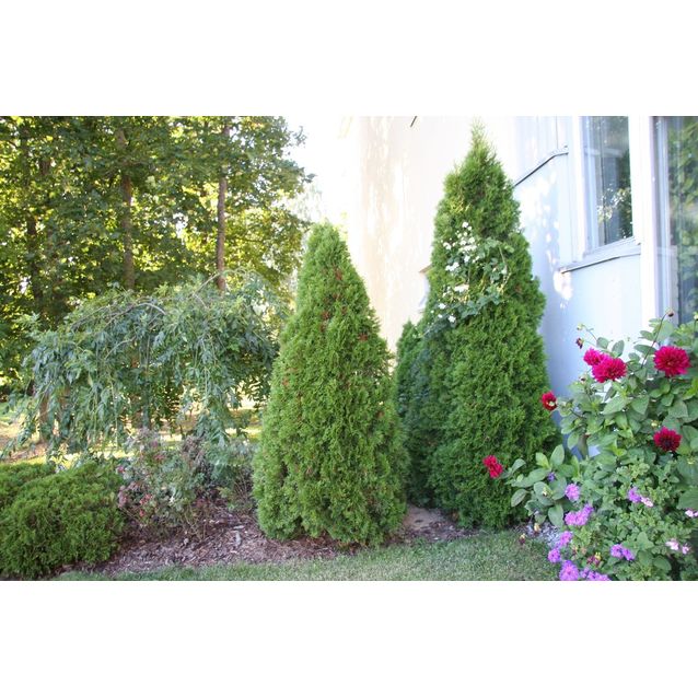 Timanttituija Thuja occ. Maisematukku Smaragd 100-120