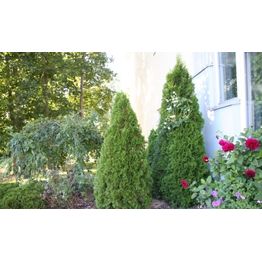 Timanttituija Thuja occ. Viheraarni Smaragd 120-160