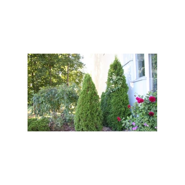 Timanttituija Thuja occ. Maisematukku Smaragd 120-160