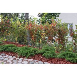 Tuivio Microbiota decussata Viheraarni 30-40