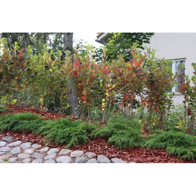 Tuivio Microbiota decussata Maisematukku 30-40