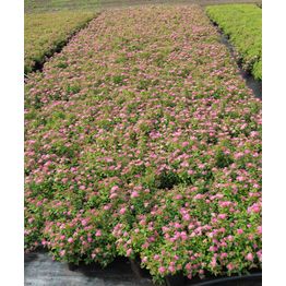 Tummakeijuangervo Spiraea jap. Viheraarni Manon