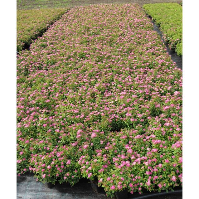 Tummakeijuangervo Spiraea jap. Maisematukku Manon