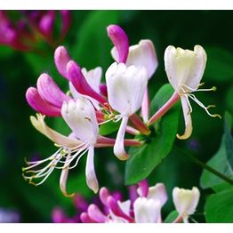 Tuoksuköynnöskuusama Lonicera caprifolium Viheraarni