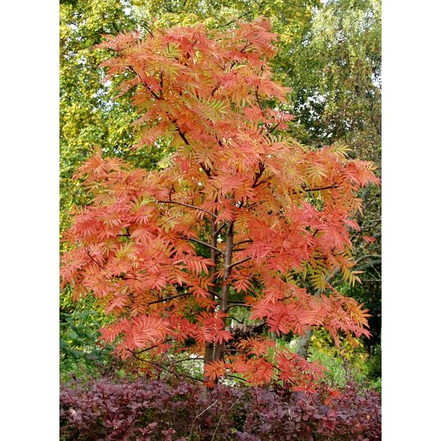 Tuurenpihlaja Sorbus Maisematukku Dodong 150-200