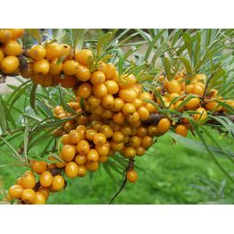 Tyrni emikasvi Hippophae rhamnoides Viheraarni Terhi