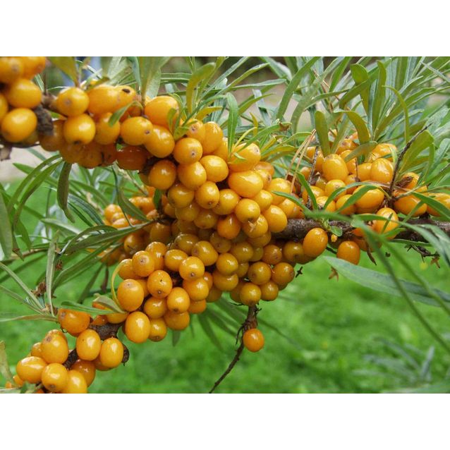 Tyrni emikasvi Hippophae rhamnoides Maisematukku Terhi