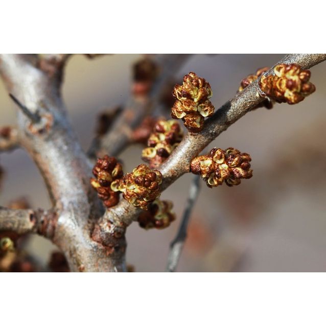 Tyrni hedekasvi Hippophae rhamnoides Maisematukku Tarmo