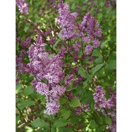 Unkarinsyreeni Syringa josikaea Viheraarni Oden