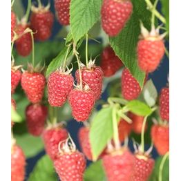Vadelma Rubus idaeus Viheraarni Glen Ample