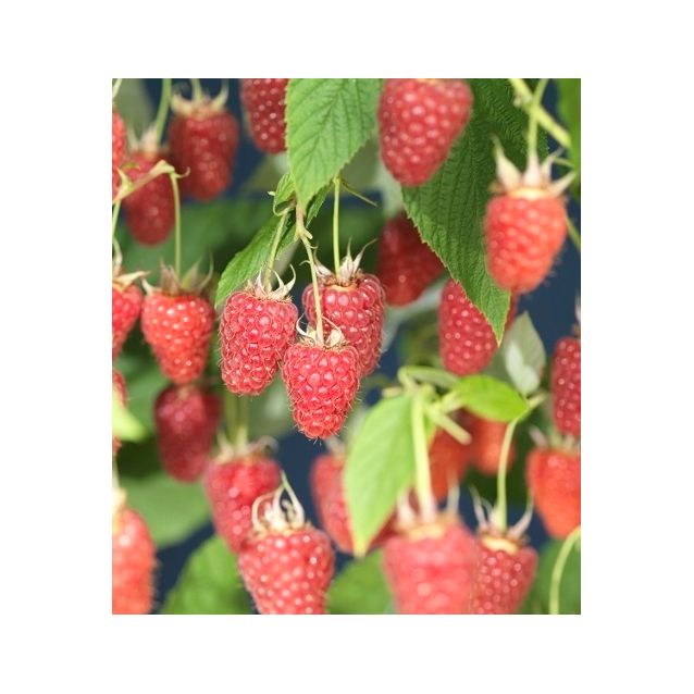 Vadelma Rubus idaeus Maisematukku Glen Ample