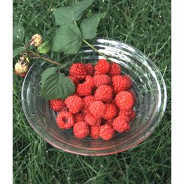 Vadelma Rubus idaeus Viheraarni Maurin Makea