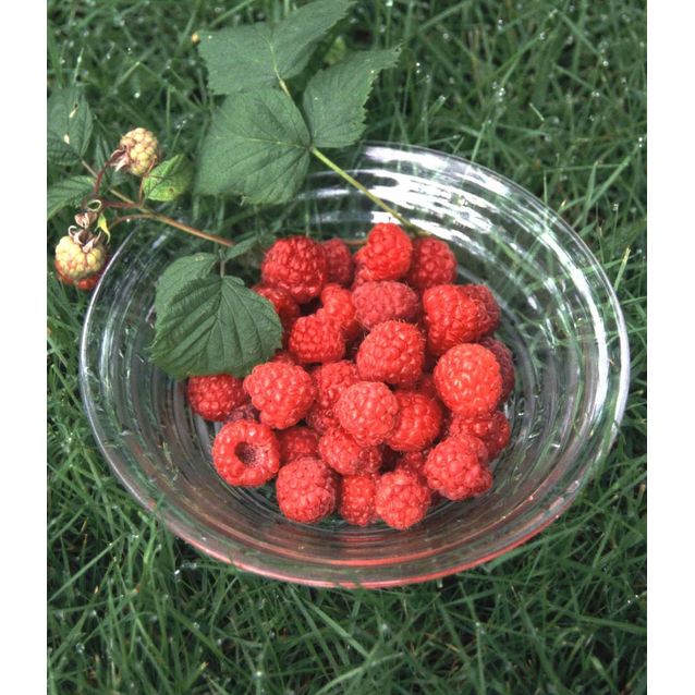 Vadelma Rubus idaeus Maisematukku Maurin Makea