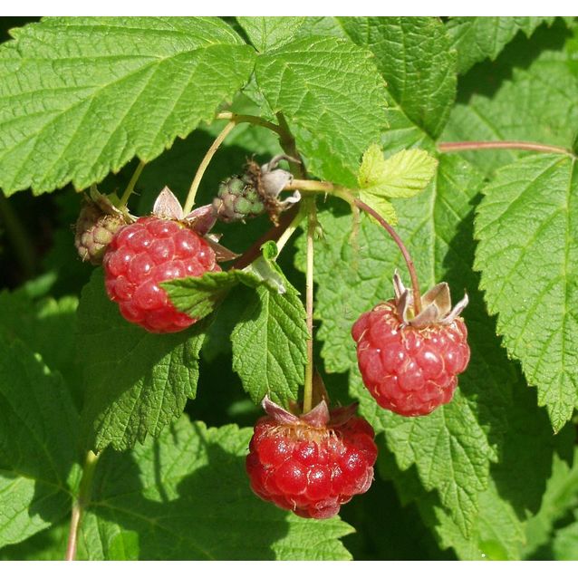 Vadelma Rubus idaeus Maisematukku Muskoka
