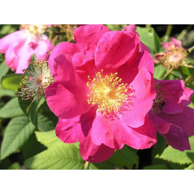 Valamonruusu Rosa Maisematukku Splendens