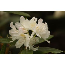 Valkoalppiruusu Rhododendron Viheraarni Cunninghams White 30-40