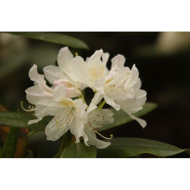 Valkoalppiruusu Rhododendron Maisematukku Cunninghams White 30-40
