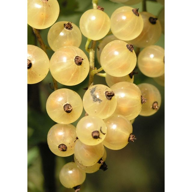 Valkoherukka Ribes Maisematukku Lepaan Valkea