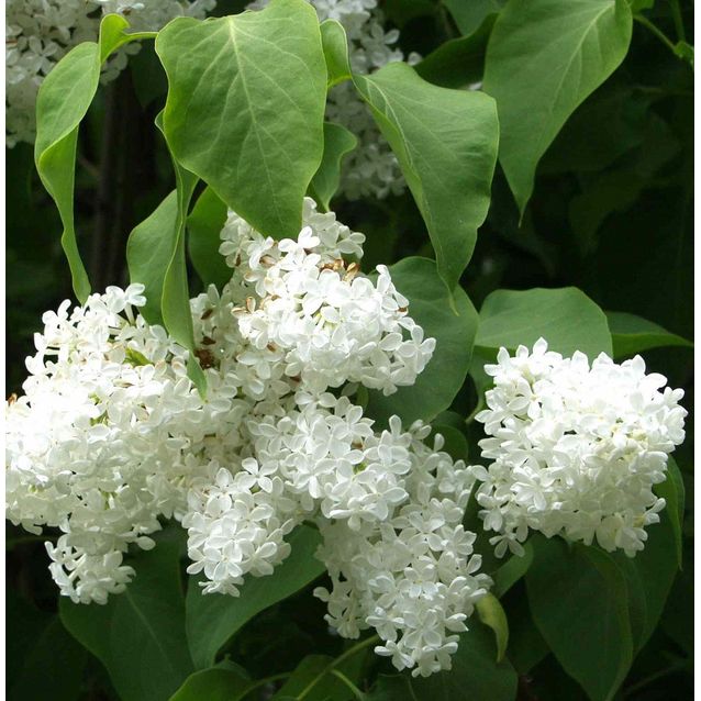 Valkoinen pihasyreeni Syringa vulgaris Maisematukku Alba