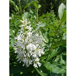 Valkokukkainen puistosyreeni Syringa x henryi Viheraarni Tammelan Kaunotar