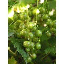 Viherherukka Ribes nigrum Viheraarni Vilma