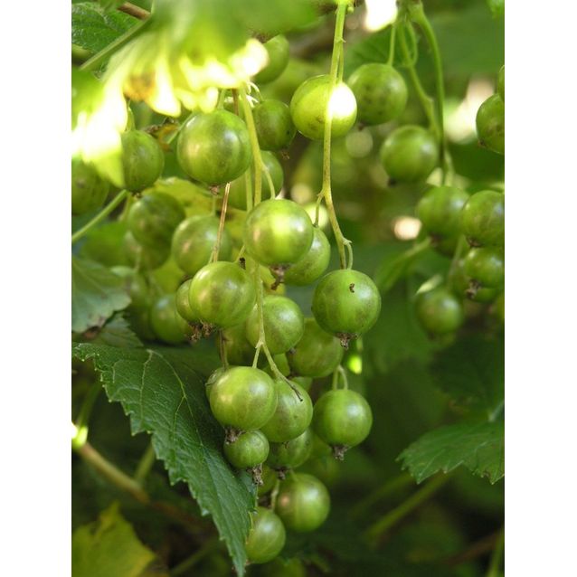 Viherherukka Ribes nigrum Maisematukku Vilma