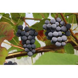 Viiniköynnös Vitis Viheraarni Hazaine Sladkii