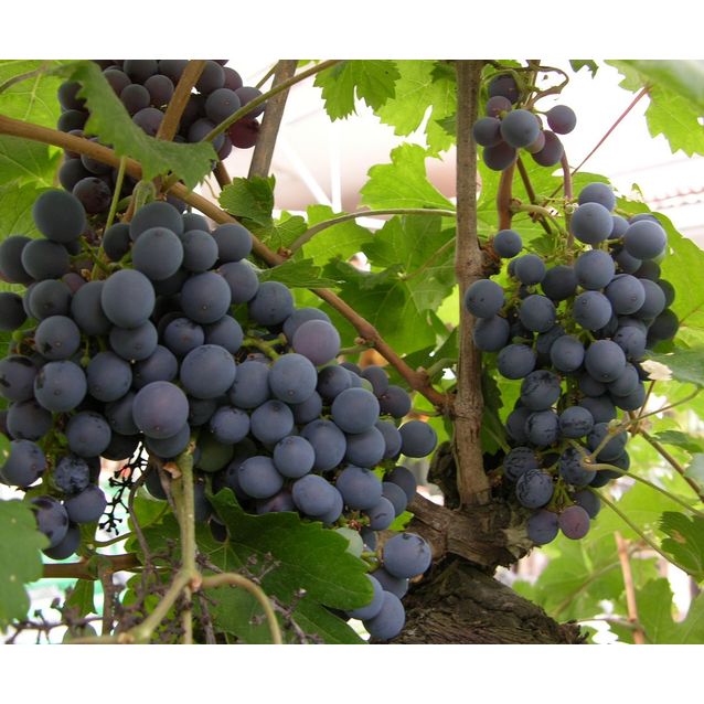 Viiniköynnös Vitis Maisematukku Zilga