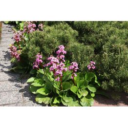 Vuorimänty Pinus mugo var. Mughus Viheraarni 30-40