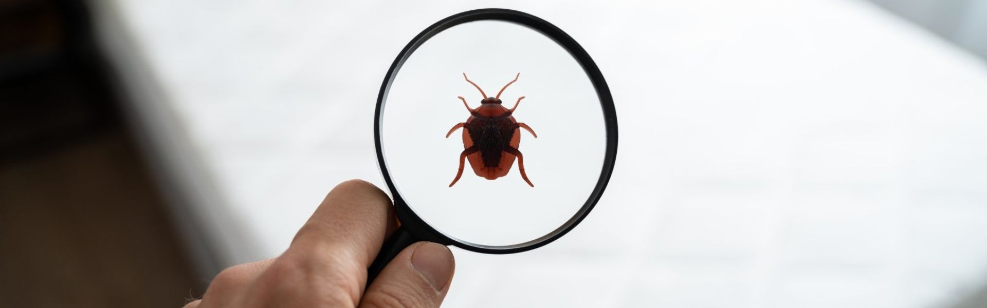 Miten tunnistaa luteet patjassa