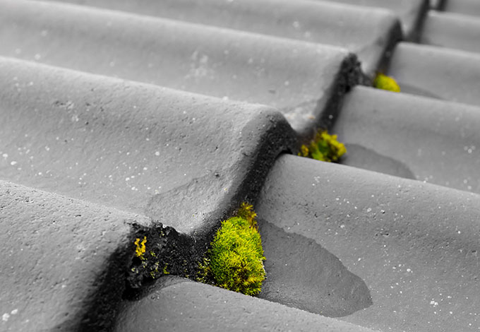 Sammalta tiilikatolla